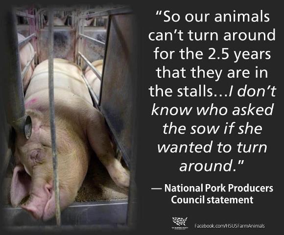 Who asked the sow if she wanted to turn around?